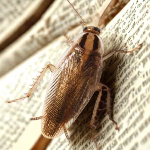 Blatella germanica