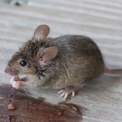 Mus musculus