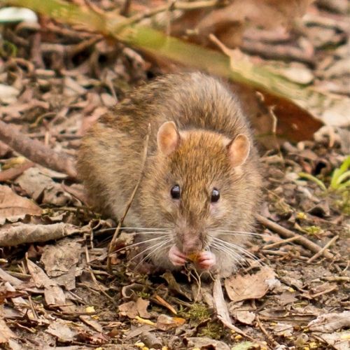 Guarén Rattus Norvergicus