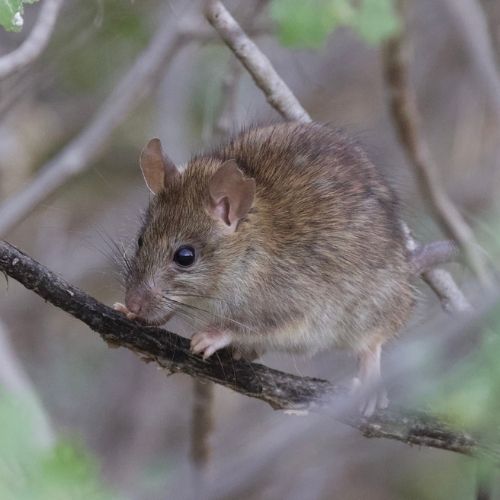Rata de tejado Rattus rattus
